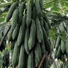 Thai Krang Papaya Seed