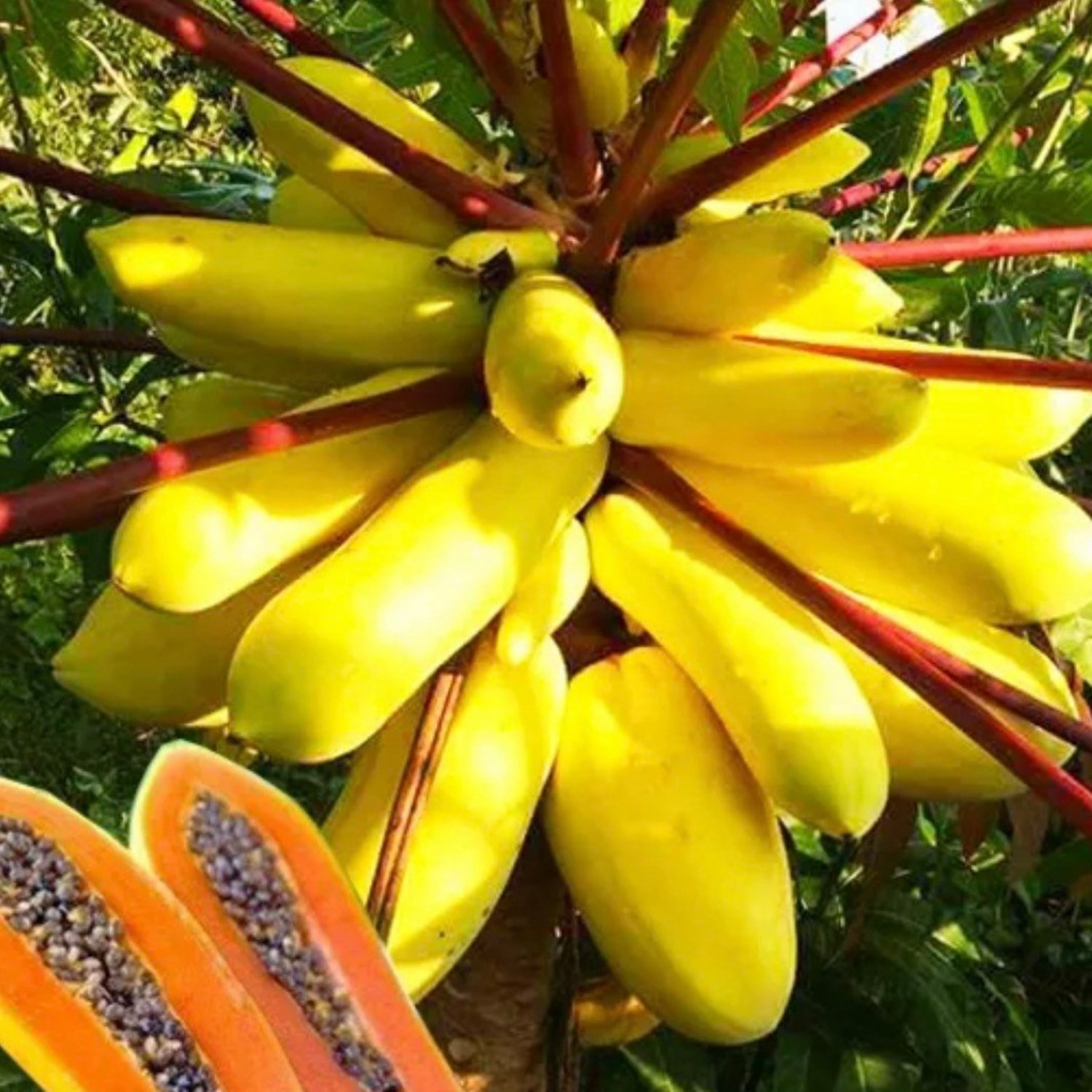 Yellow Krabi Papaya Seed Luang Krabi Papaya Seed Op