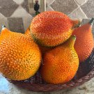 Gac Fruit Seeds Heirloom Seed ,Crops 082024 Momordica Cochinchinensis Spring Bitter Cucumber
