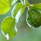 Thai Citrus Hystrix Seed Thai Kaffir Lime Seed Makrut Lime Seed