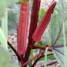 Red Okra Seed Thai Red Okra Seed