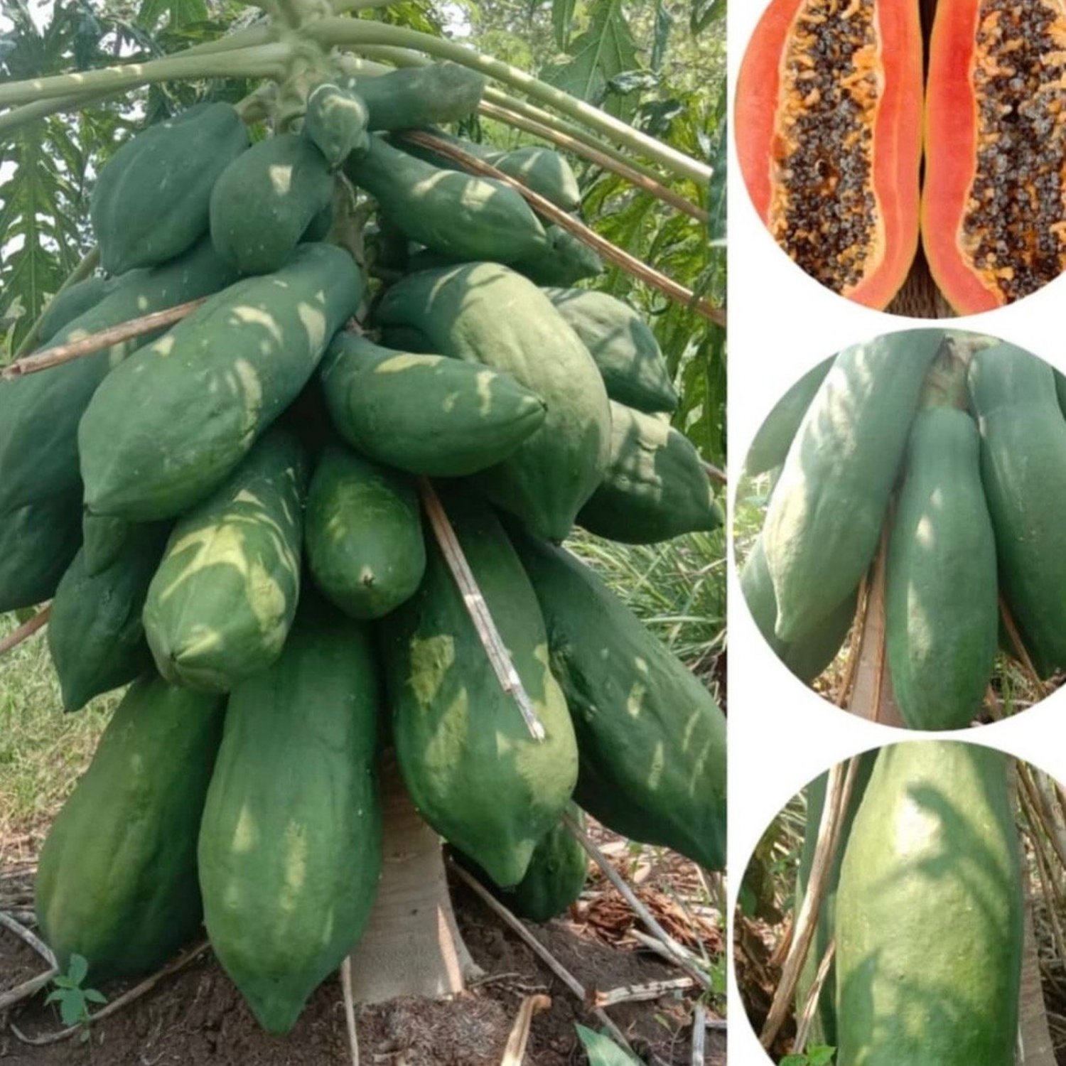 Dwarf Thai Papaya Seed Var.Chum-Phae