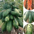 Dwarf Thai Papaya Seed Var.Chum-Phae