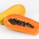 Holland Gold Papaya Seed Malakor Holland Gold In Thai