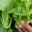 Mini Cos Romaine Lettuce Seed