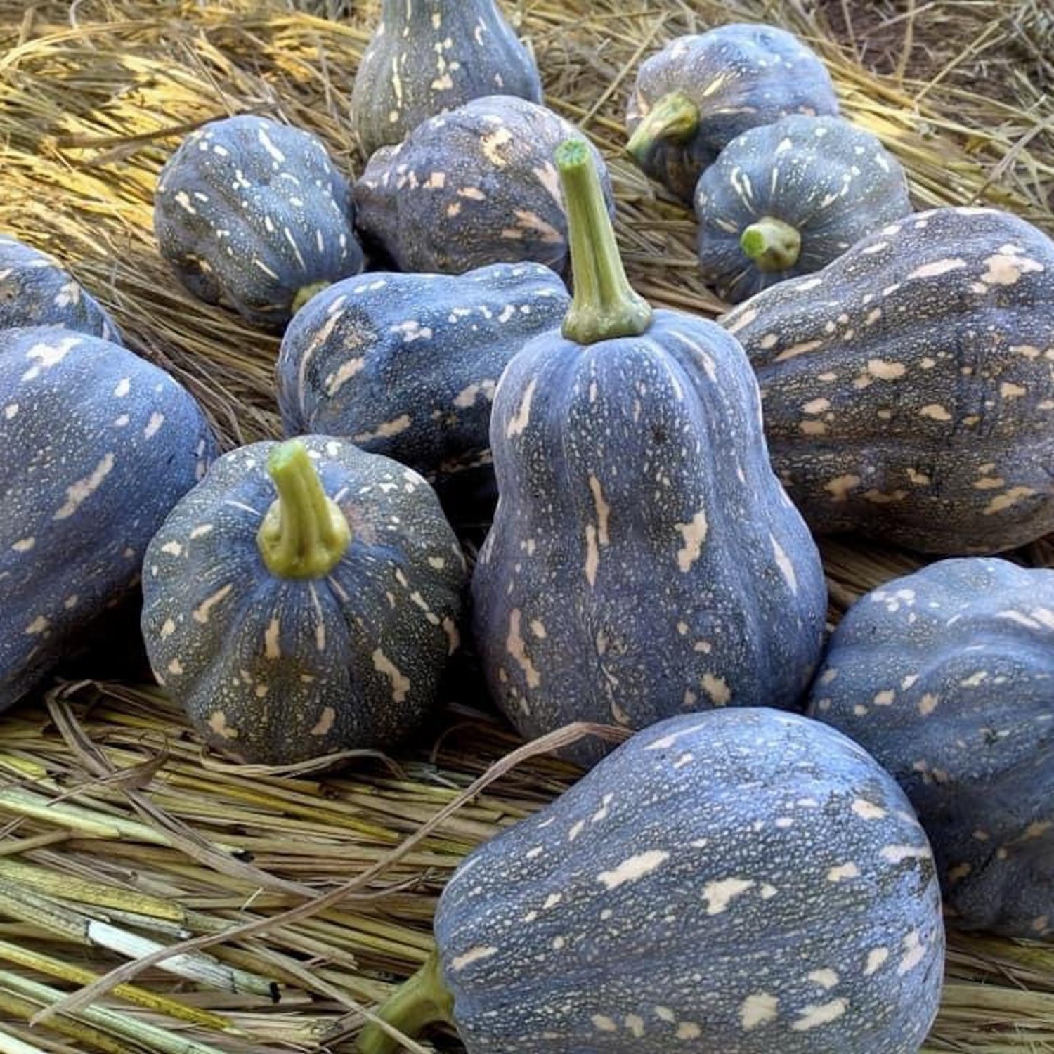 Thai Golden Bag Pumpkin Seed Tungthong Pumpkin Seed