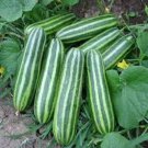 Young Musk Melon Baby Thaimelon Seed 30 Seeds Varieties Lai Thai