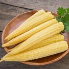 Baby Corn Seed