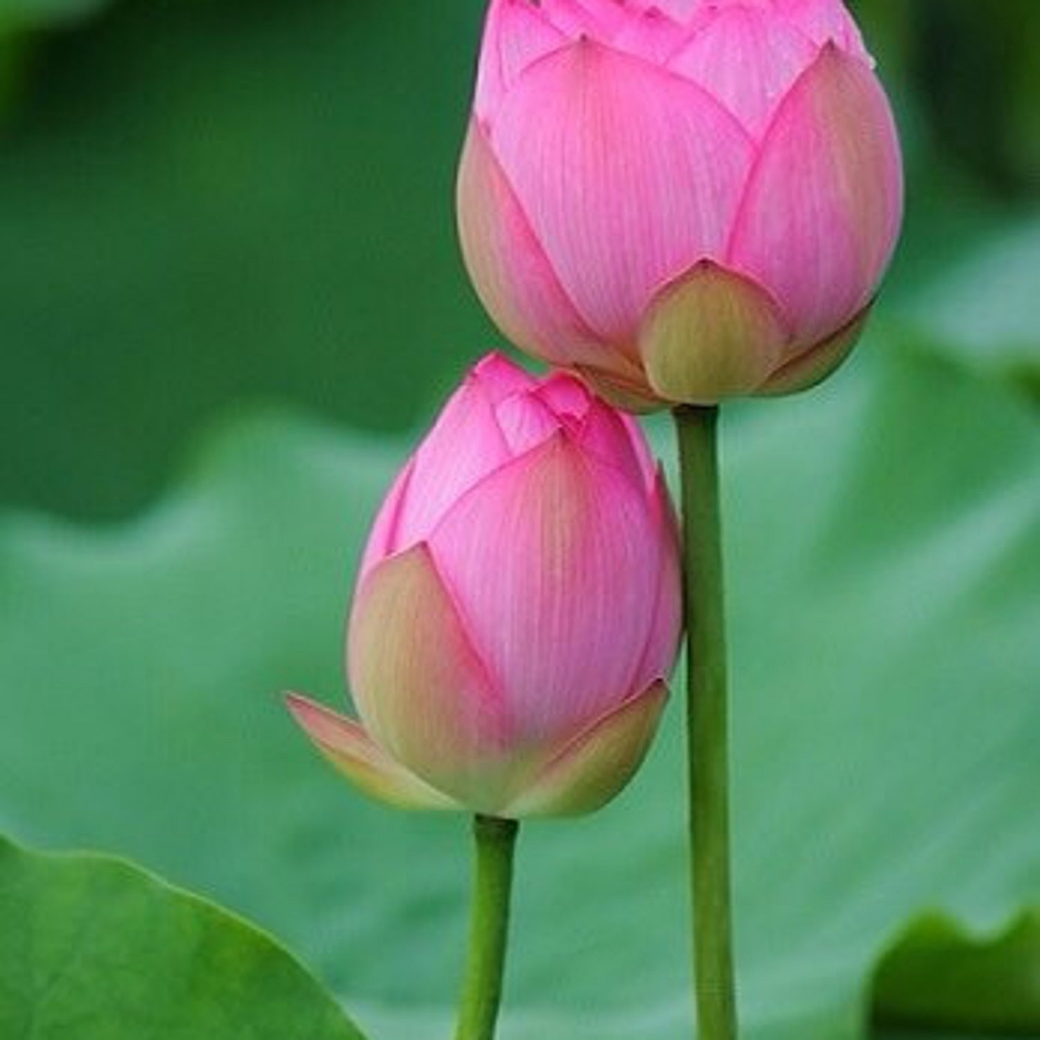 Nelumbo Nucifera Seed Indian Lotus Sacred Lotus Seed Water Lily Seed