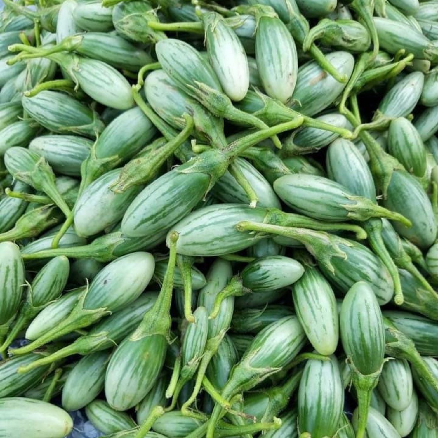 Ablong Eggplant Seed Thai Eggplant Seed Rugby