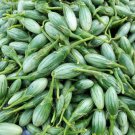 Ablong Eggplant Seed Thai Eggplant Seed Rugby