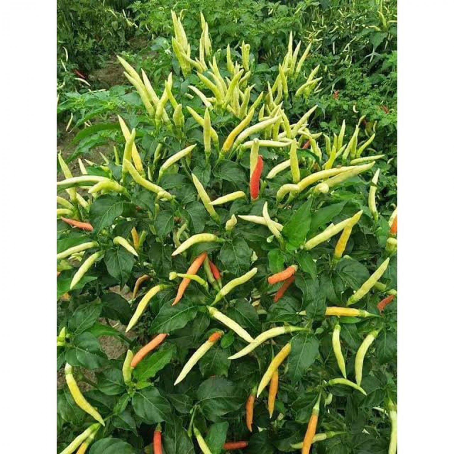 Thai Orange Hot Pepper Seed Prek Som Yow Pepper Seed