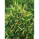 Thai Orange Hot Pepper Seed Prek Som Yow Pepper Seed