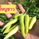 Thai White Bird Pepper Seed White Bird Chili Seed
