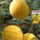 Japanese Yellow Watermelon Seed Japanese Lemon Drop Watermelon Seed