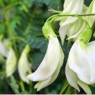 Dwarf White Sesbania Grandiflora Seed White Hummingbird Seed White Agasta Seed