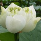 White Lotus Seed Var. Bua Chard
