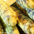 Nam Nan Waxy Corn Seed