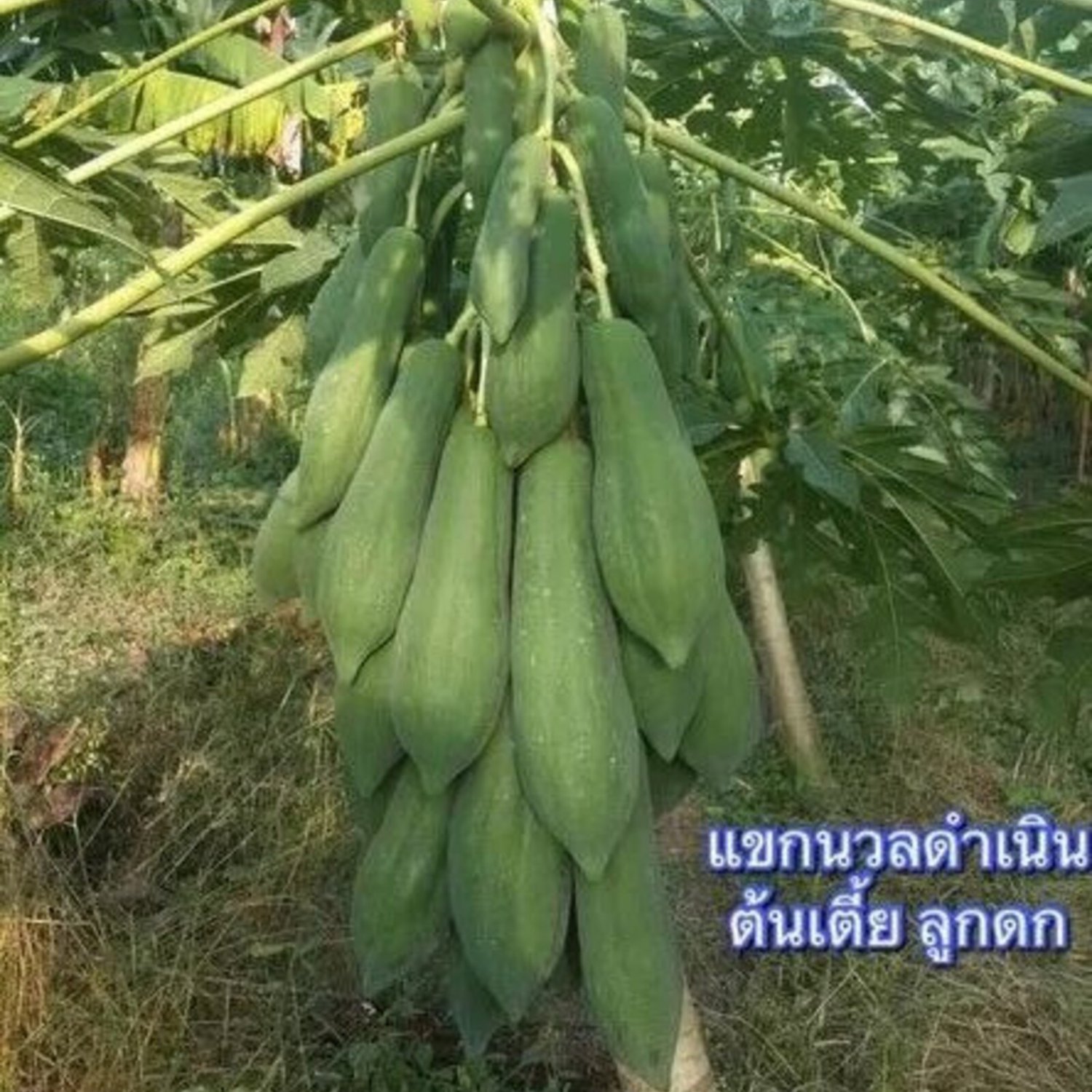 Thai Keak Damnoen Papaya Seed Dwarf