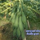 Thai Keak Damnoen Papaya Seed Dwarf