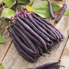 Royal Burgundy Bean Seed Purple French Bean Seed Pole