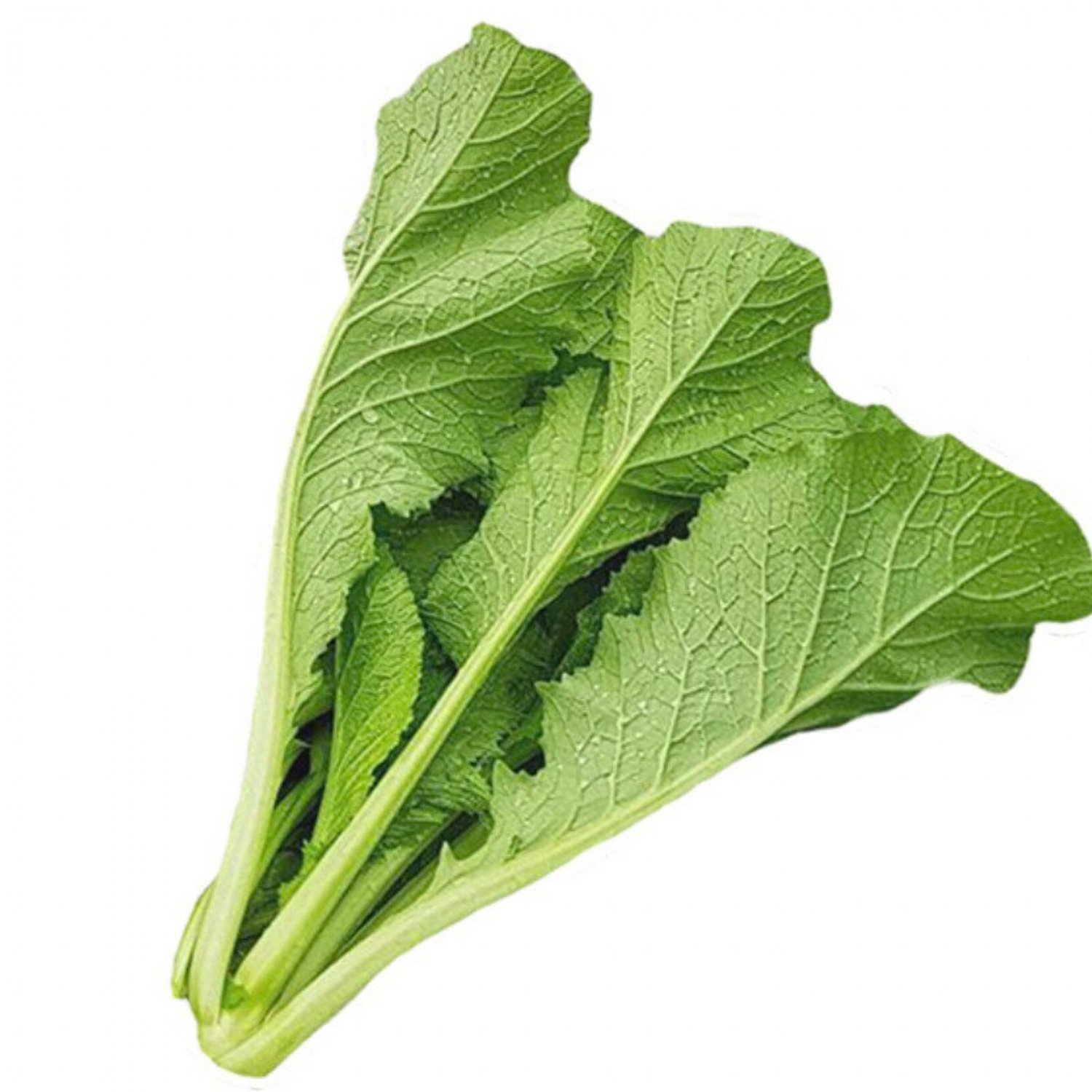 Small Mustard Green Small Gai Choi Seed