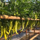 Thai White Hot Pepper Seed Prek Num Kaow Seed
