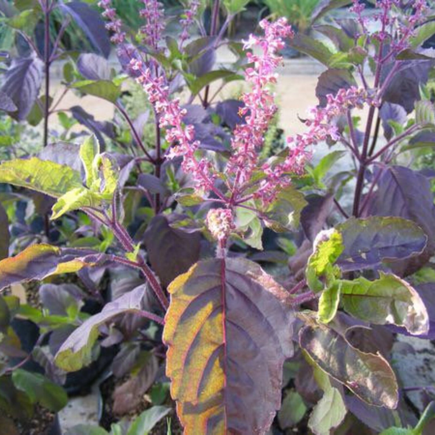 Thai Purple Holy Basil Seed Ka Proud Muang