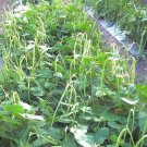 Thai Bush Long Bean Green Seed Yard Long Bush Bean Seed String Bean Bush Bean Seed