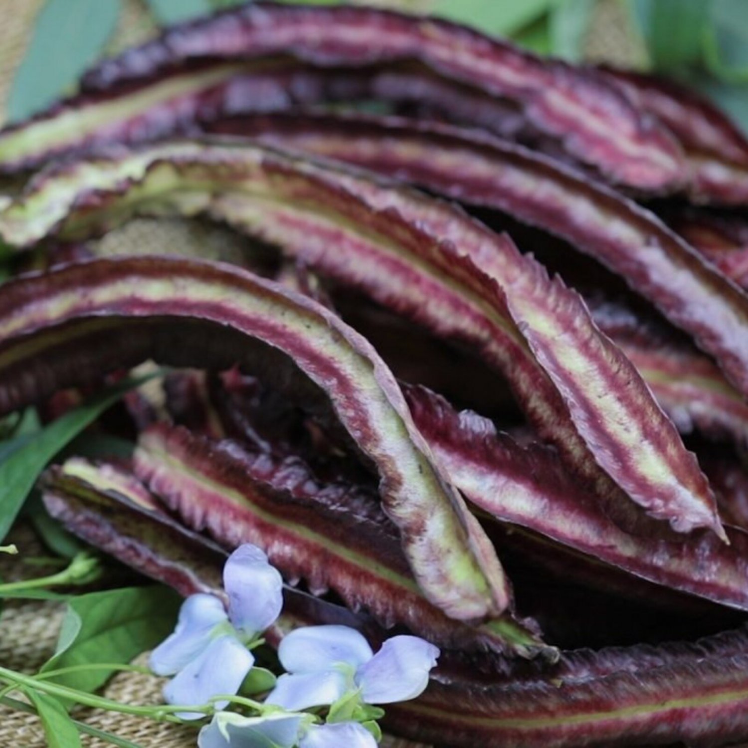 Purple Winged Bean Seed Thai Purple Winged Bean Seed