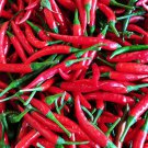 Thai Hot Pepper Seed Jinda Pepper Seed