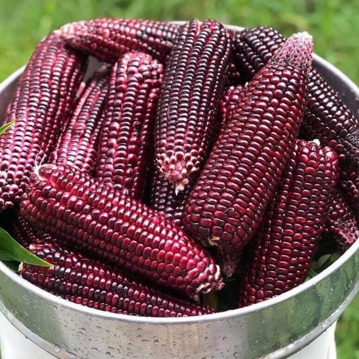 Purple Sweet Corn Seed Thai Purple Sweet Corn Seed