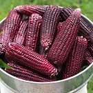 Purple Sweet Corn Seed Thai Purple Sweet Corn Seed