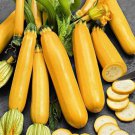 Yellow Zucchini Squash Seed