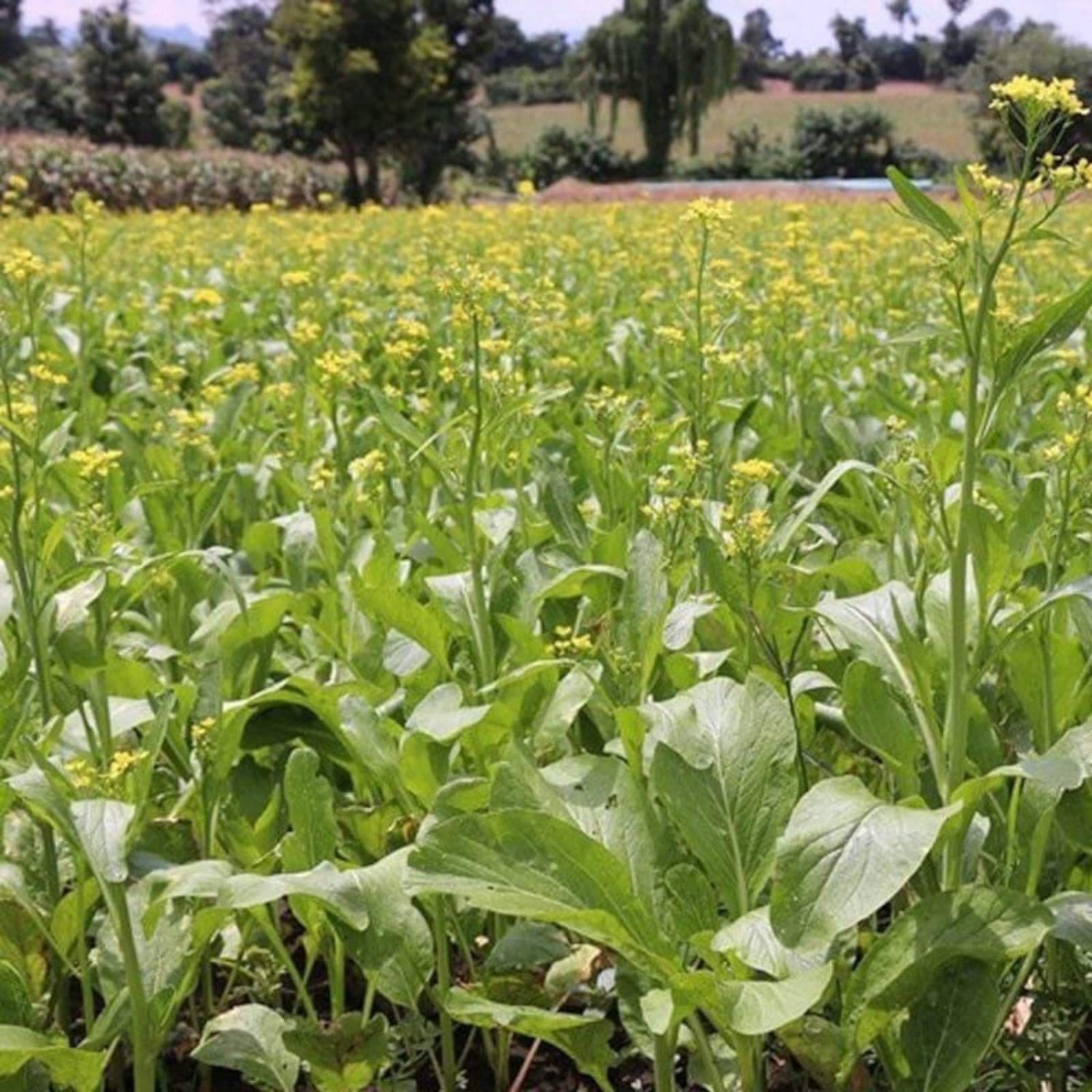 Flowering Pak Choi Seed Varieties Hanoi Brassica Napa L.
