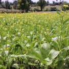 Flowering Pak Choi Seed Varieties Hanoi Brassica Napa L.