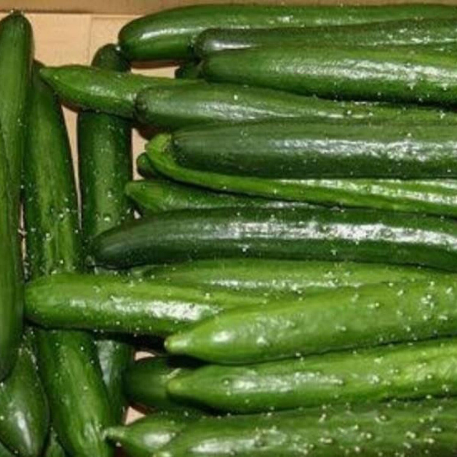 Japanese Long Cucumber Seed