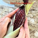 Siam Ruby Sweet Corn Seeds Thai Ruby Sweet Corn Seed