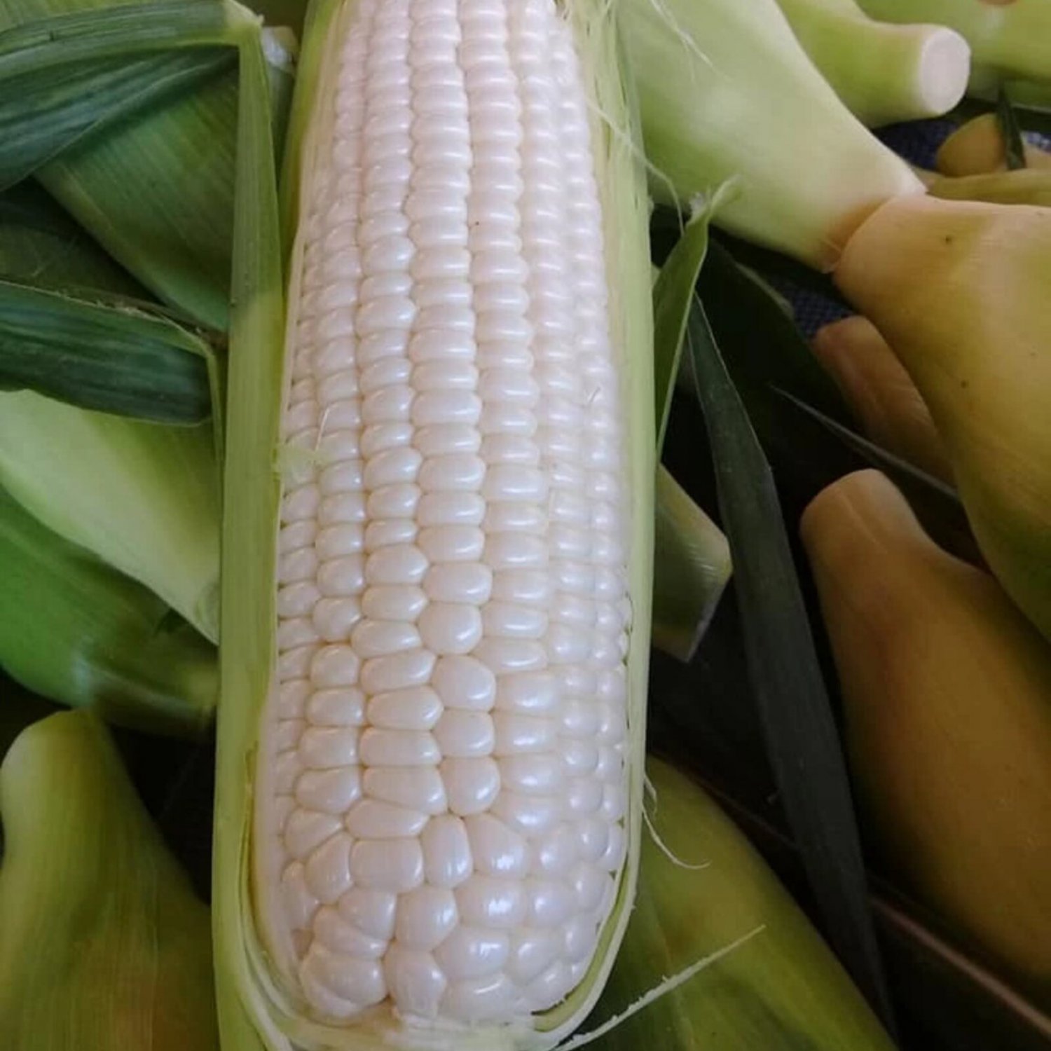 Sweet Corn Hokkaido Seed