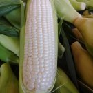 Sweet Corn Hokkaido Seed
