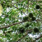 Citrus Lucida Seed Feroniella Lucida Seed Java Cola Seed
