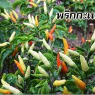 Karen Pepper Seed Thai Hot Karen Pepper Seed Prek Kareing Pepper Seed Short Pod