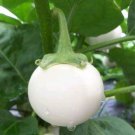 Thai White Star Eggplant Seed Thai White Mini Round Eggplant Seed