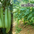 Thai Green Long Eggplant Seed