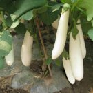 Thai White Long Eggplant Seed