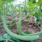 Light Green Long Cucumber Seed Armenian Long Cucumber Seed