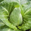 Sweetheart Cabbage Seed Pointed Cabbage Seed