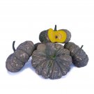 Thai Kow Tok 573 Pumpkin Seed Thai Pumpkin Seed