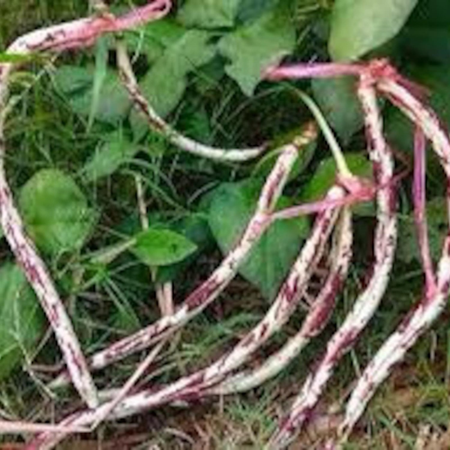 Purple Camouflage Bush Bean Seed Purple Camouflage Bush Long Bean Seed
