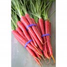 Thai Red Carrot Seed